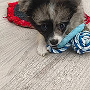 Bailey a rejoint le concours — aidez-le/la à gagner de superbes lots ! animal, background, black, brown, chewing, closeup, cute, dog, floor, fluffy, indoor, knitted_mat, pet, playful, puppy, rope_toy, toy, white, wooden_floor, young_dog