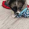 animal, background, black, brown, chewing, closeup, cute, dog, floor, fluffy, indoor, knitted_mat, pet, playful, puppy, rope_toy, toy, white, wooden_floor, young_dog