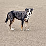 dog, canine, pet, standing, portrait, blue_eyes, harness, black_and_white, brown markings, floppy_ears, short_fur, open_mouth, outdoor, beige_background, textured_surface, animal, companion, alert, full_body, photography