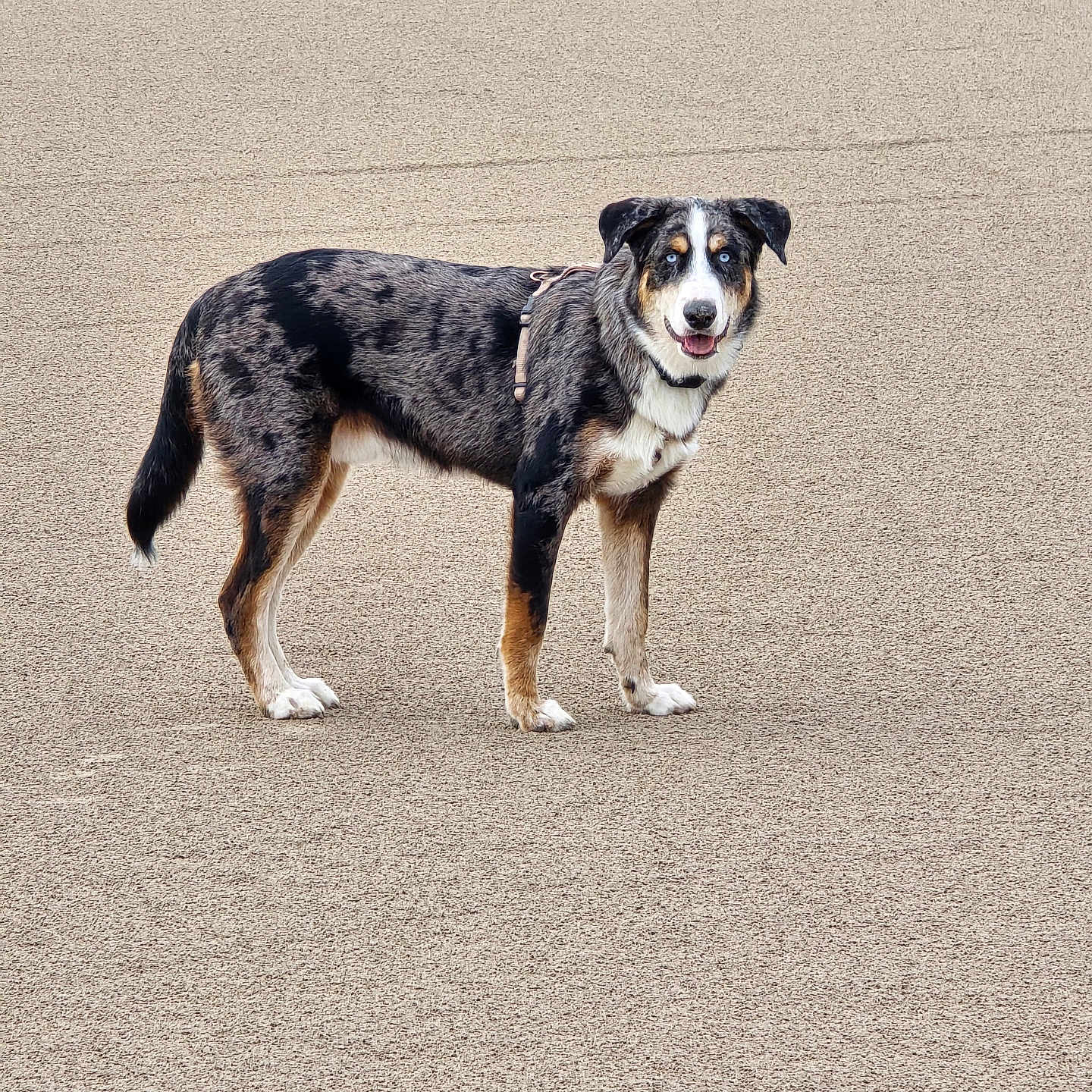 Bam Bam is registered to the contest to win money with this photo: dog, canine, pet, standing, portrait, blue_eyes, harness, black_and_white, brown markings, floppy_ears, short_fur, open_mouth, outdoor, beige_background, textured_surface, animal, companion, alert, full_body, photography