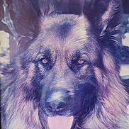 Heuk a rejoint le concours — aidez-le/la à gagner de superbes lots ! dog, german_shepherd, portrait, closeup, tongue, ears, fur, muzzle, eyes, nose, pet, domestic_animal, animal_portrait, whiskers, long_hair, indoor, vintage_photo, faded_color, framed_photo, stare