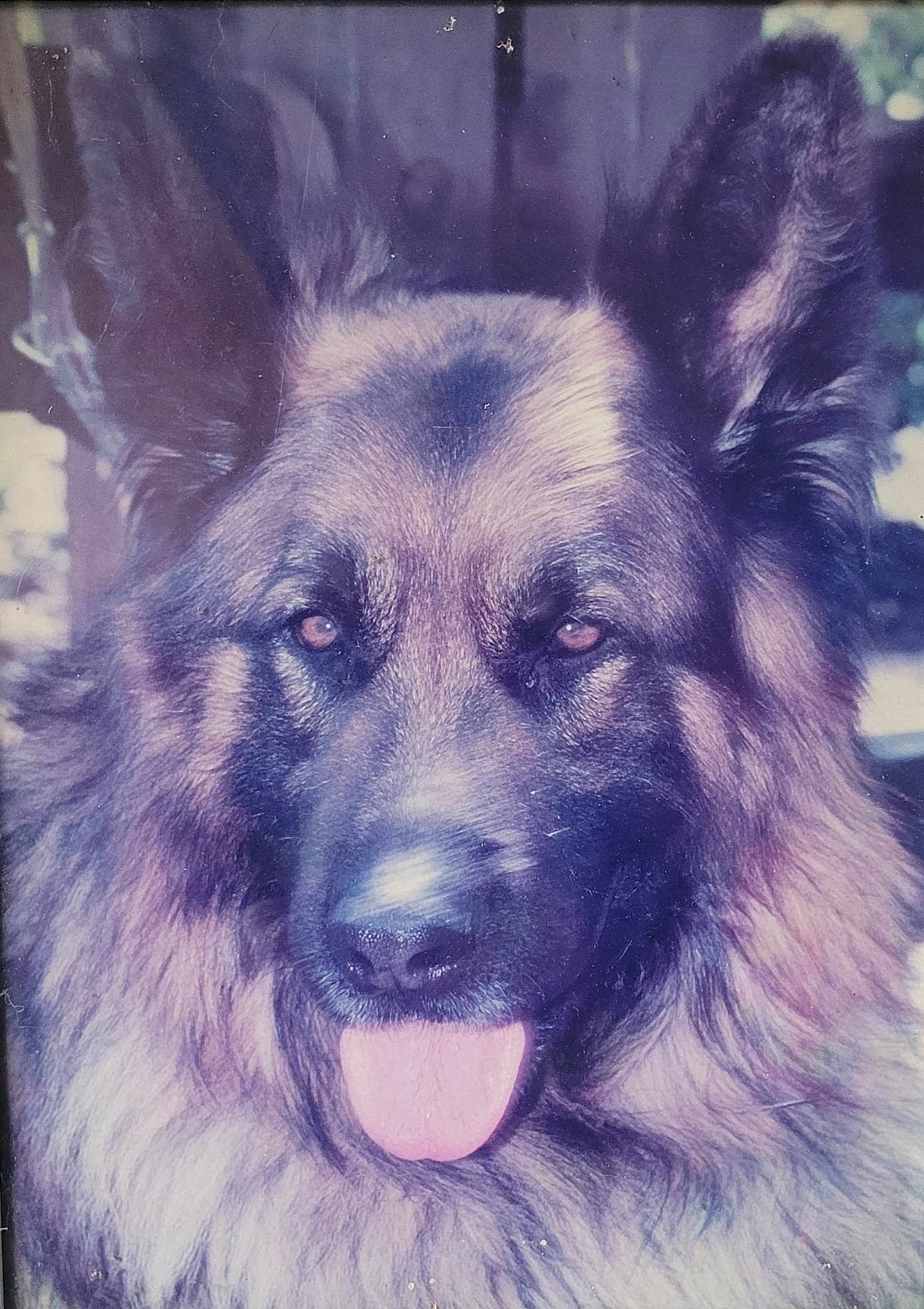 Heuk a rejoint le concours — aidez-le/la à gagner de superbes lots ! dog, german_shepherd, portrait, closeup, tongue, ears, fur, muzzle, eyes, nose, pet, domestic_animal, animal_portrait, whiskers, long_hair, indoor, vintage_photo, faded_color, framed_photo, stare