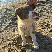 Naya a rejoint le concours — aidez-le/la à gagner de superbes lots ! puppy, dog, beach, sand, water, harness, hand, sunlight, shadow, outdoor, pet, animal, cute, fur, paw, sitting, nature, warm, playful, companion