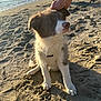 puppy, dog, beach, sand, water, harness, hand, sunlight, shadow, outdoor, pet, animal, cute, fur, paw, sitting, nature, warm, playful, companion