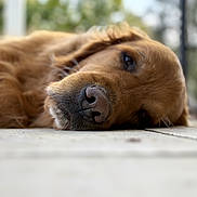 Paddy participe au concours pour gagner de l'argent avec cette photo : dog, golden_retriever, close_up, lying_down, nose, face, fur, pet, animal, outdoor, tile_floor, resting, blurred_background, sleepy, canine, portrait, muzzle, whiskers, calm, relaxed
