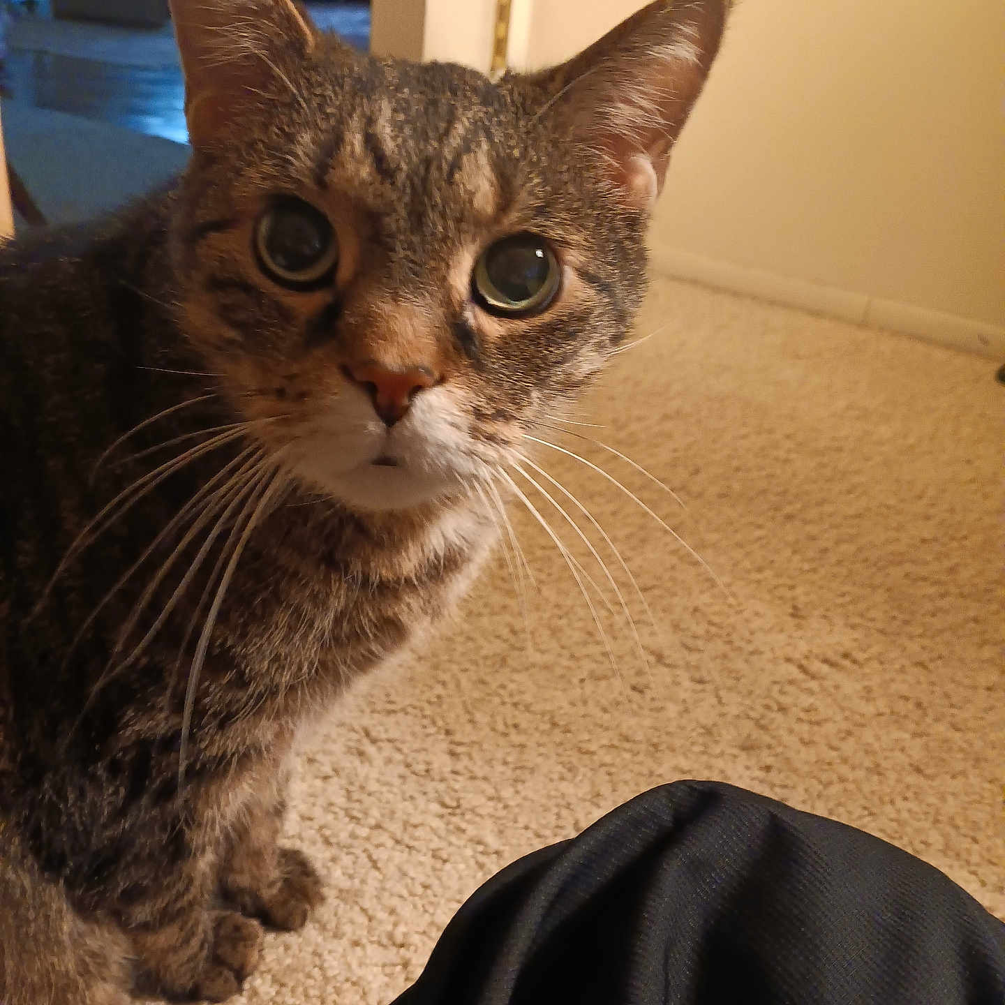 Baby joined the competition — help win amazing prizes! animal, brown, carpet, cat, closeup, curious, domestic, ears, eyes, feline, floor, fur, home, indoor, pet, portrait, sitting, striped, tabby, whiskers