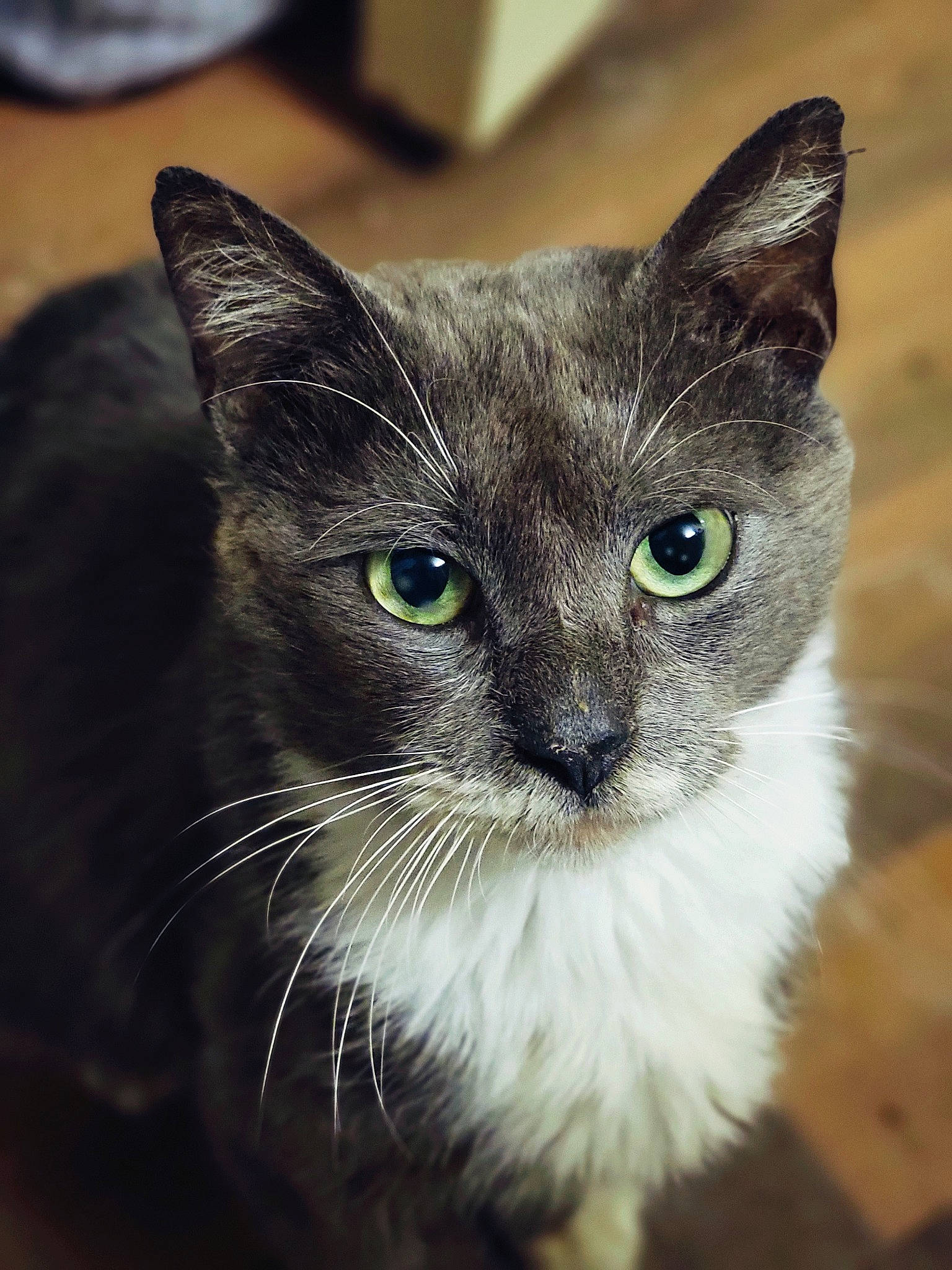 Charles is registered to the contest to win money with this photo: black_cat, box, carnivore, cat, domestic_short_haired_cat, electric_blue, eye, felidae, fur, small_to_medium_sized_cats, tail, terrestrial_animal, whiskers, window