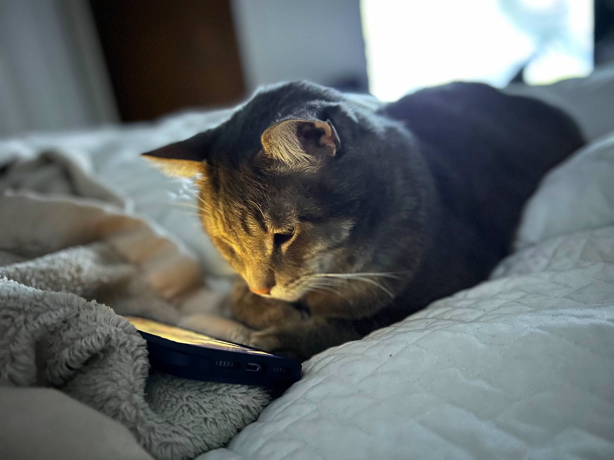 Keke is registered to the contest to win money with this photo: bed, bedding, blanket, bombay, carnivore, cat, claw, comfort, domestic_short_haired_cat, felidae, fur, grey, linens, nap, room, sitting, sleep, small_to_medium_sized_cats, snout, whiskers