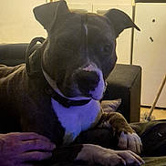 Patapouf participe au concours pour gagner de l'argent avec cette photo : dog, indoor, couch, hand, kitchen, cabinet, counter, furniture, pet, animal, relaxing, domestic, white_markings, dark_fur, paw, collar, human_hand, dim_lighting, blue_tint, text_overlay