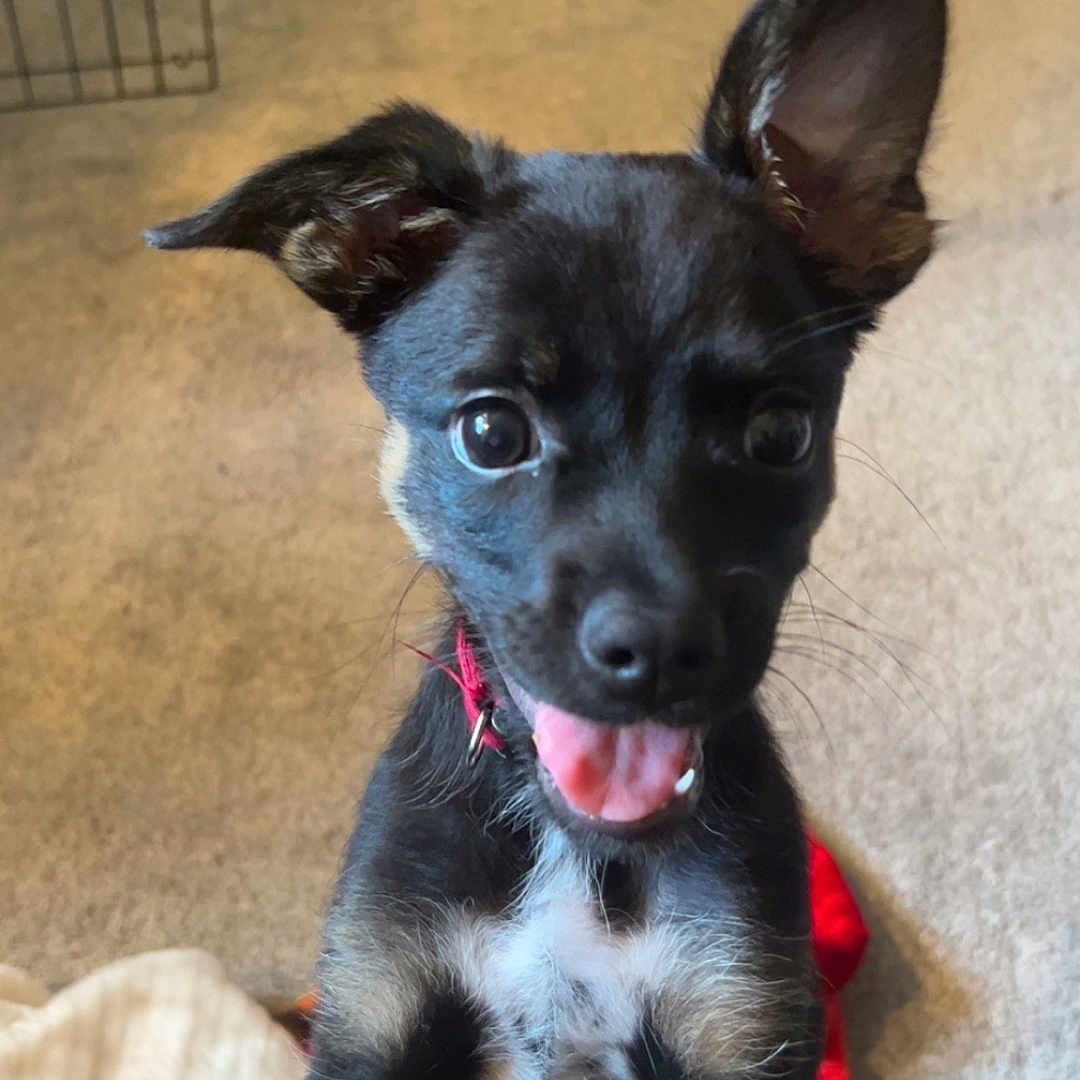 Pashka is registered to the contest to win money with this photo: accessories, animal, bodypart, canine, chihuahua, dog, germanshepherd, hound, husky, indoors, labradorretriever, leash, mouth, person, pet, plywood, puppy, strap, tongue, wood