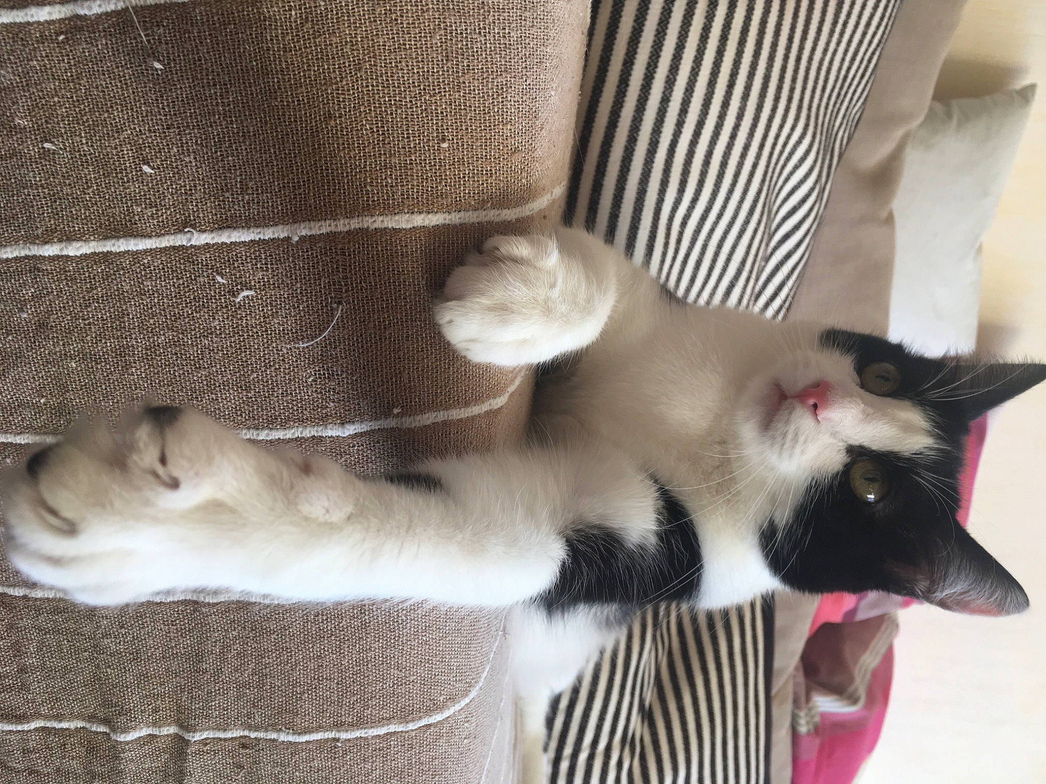 Rhapsody a rejoint le concours — aidez-le/la à gagner de superbes lots ! animal_shelter, carnivore, cat, claw, comfort, domestic_short_haired_cat, fawn, felidae, foot, fur, human_leg, paw, siamese, small_to_medium_sized_cats, snout, tail, whiskers