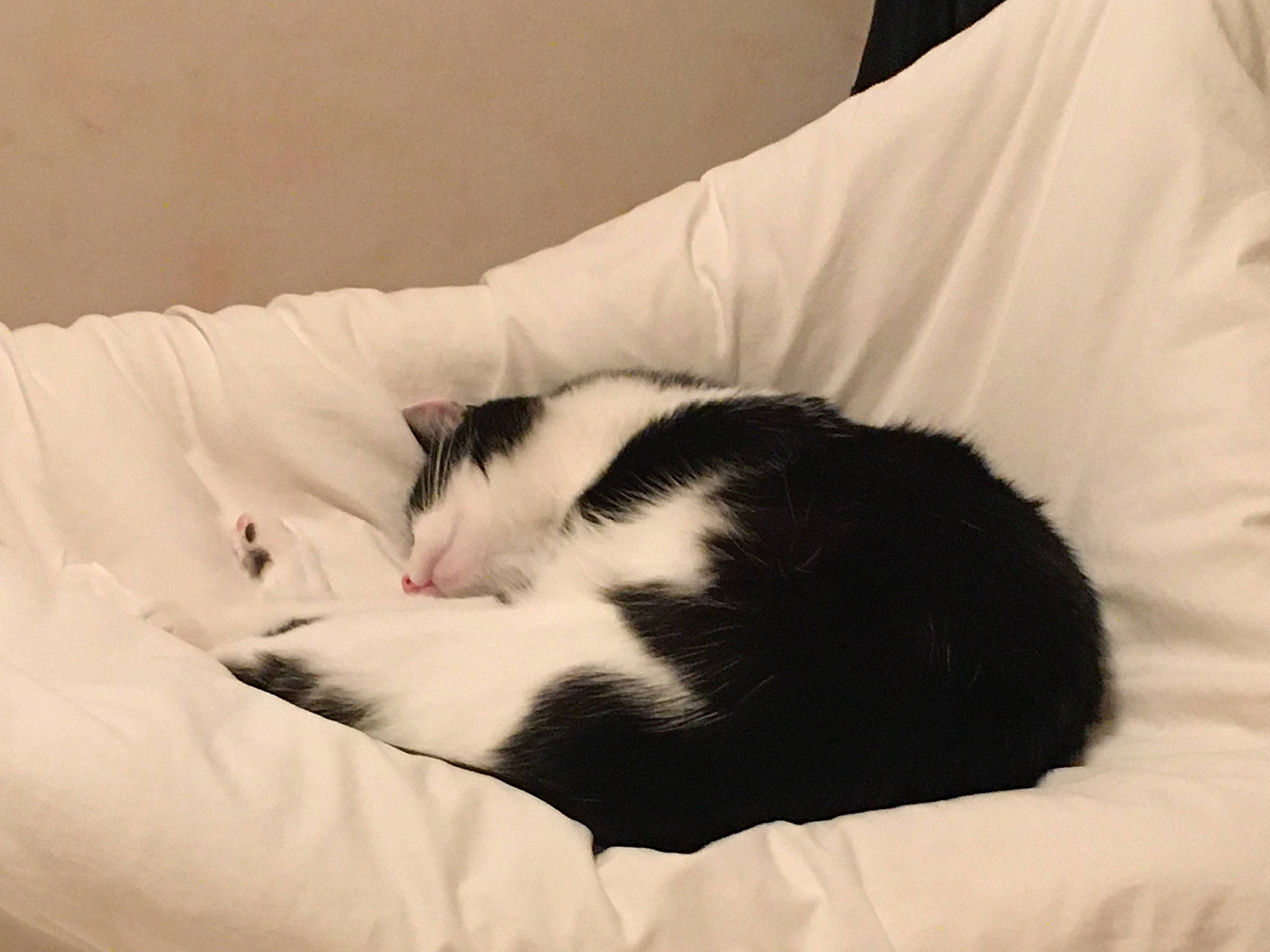 Rhapsody a rejoint le concours — aidez-le/la à gagner de superbes lots ! canidae, carnivore, cat, comfort, dog_breed, domestic_short_haired_cat, duvet, felidae, fur, linens, monochrome_photography, nap, paw, sleep, small_to_medium_sized_cats, snout, sporting_group, tail, textile, whiskers