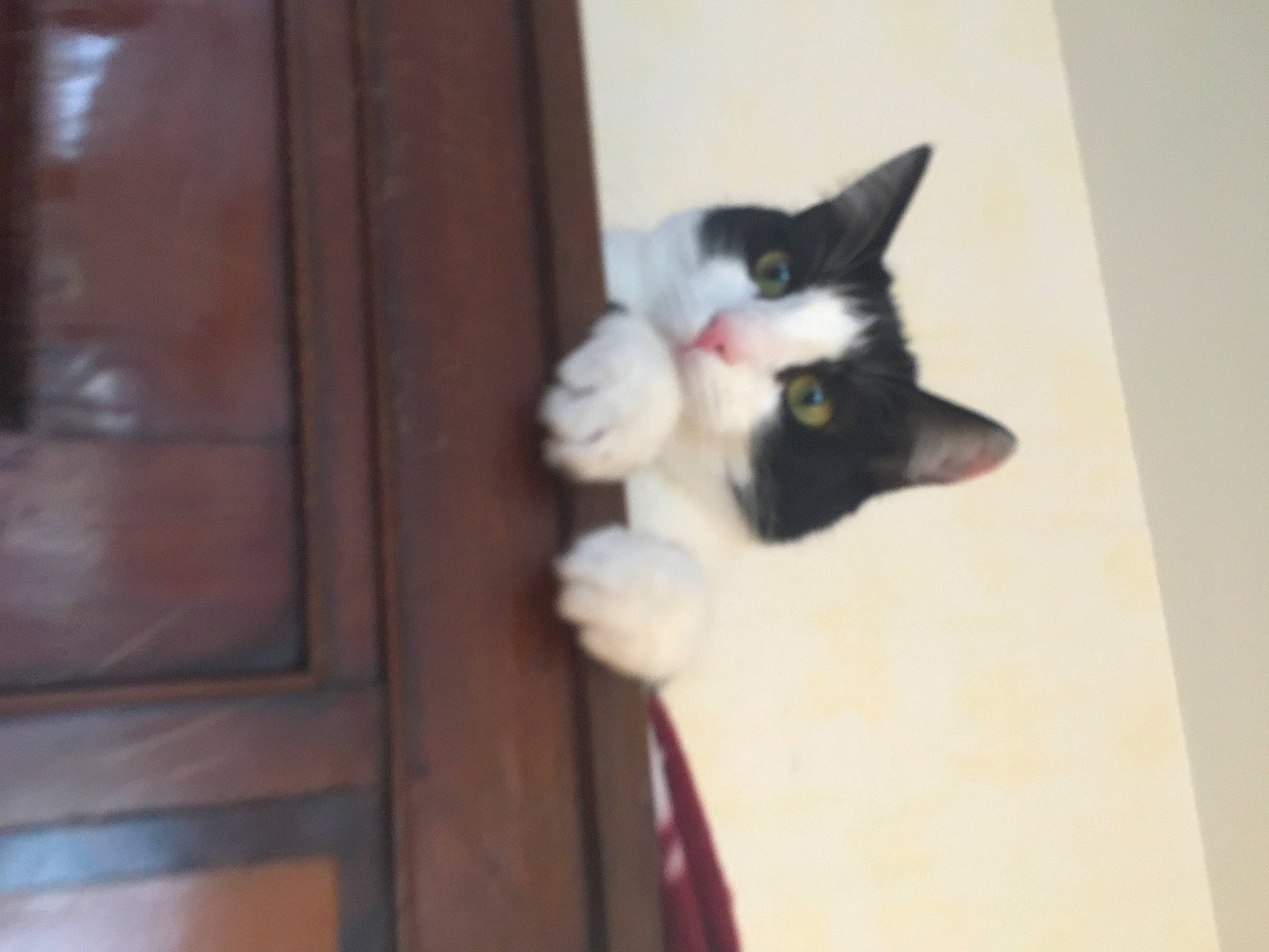 Rhapsody participe au concours pour gagner de l'argent avec cette photo : canidae, carnivore, cat, domestic_short_haired_cat, door, eye, felidae, flooring, formal_wear, fur, hardwood, home_door, plant, small_to_medium_sized_cats, snout, tail, whiskers, window, wood, wood_stain