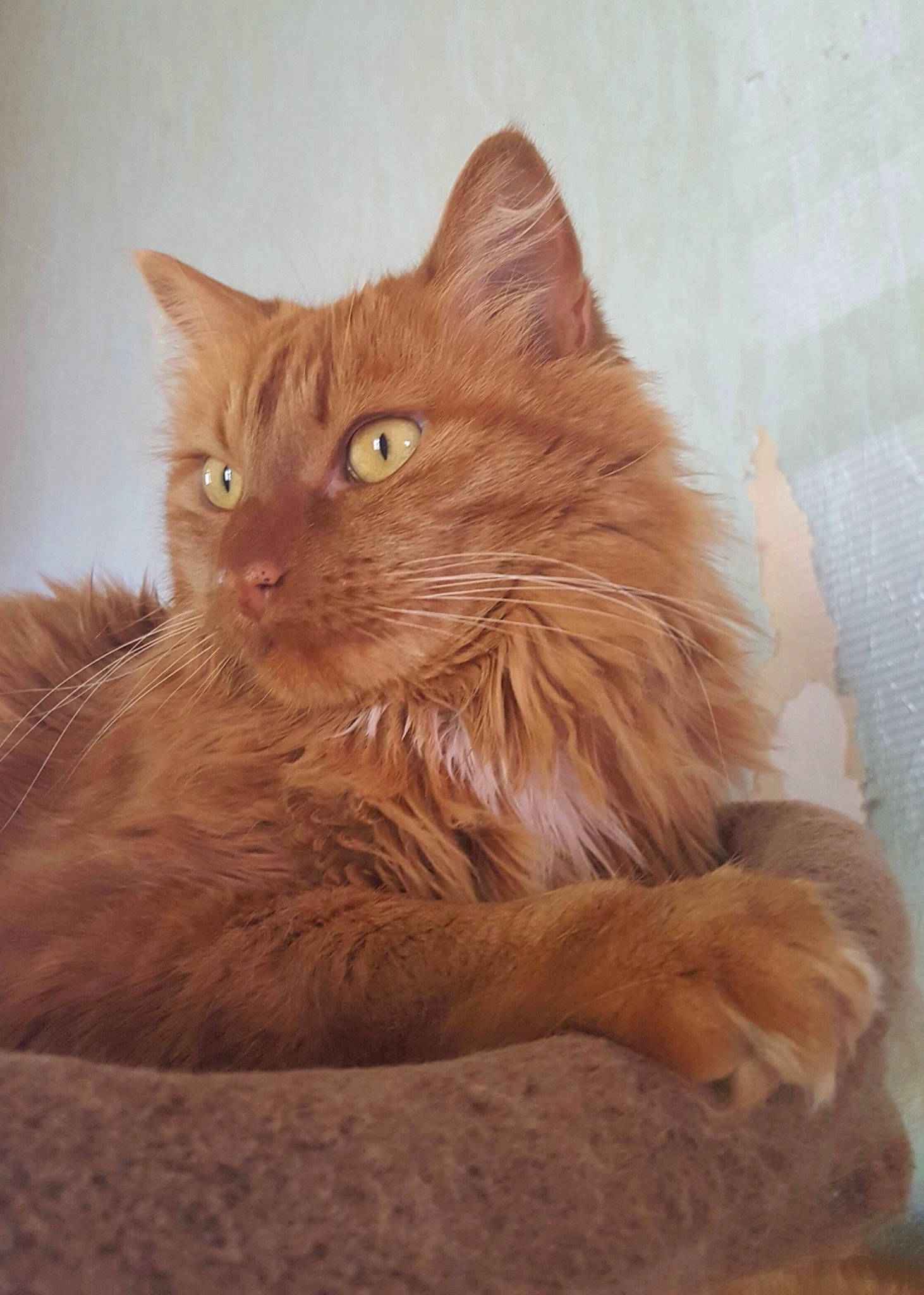 Loki a rejoint le concours — aidez-le/la à gagner de superbes lots ! british_longhair, brown, carnivore, cat, claw, comfort, fawn, felidae, fur, liver, paw, peach, sitting, small_to_medium_sized_cats, snout, tail, terrestrial_animal, whiskers, window, wood