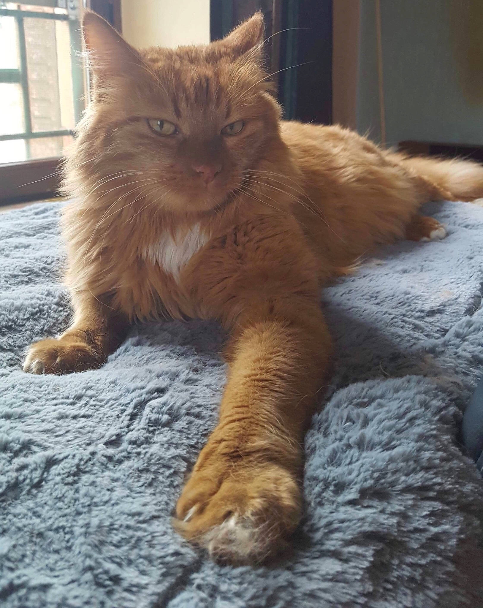 Loki participe au concours pour gagner de l'argent avec cette photo : carnivore, cat, claw, comfort, domestic_short_haired_cat, fawn, felidae, flooring, fur, human_leg, paw, sitting, small_to_medium_sized_cats, snout, tail, terrestrial_animal, whiskers, wildlife, window, wood