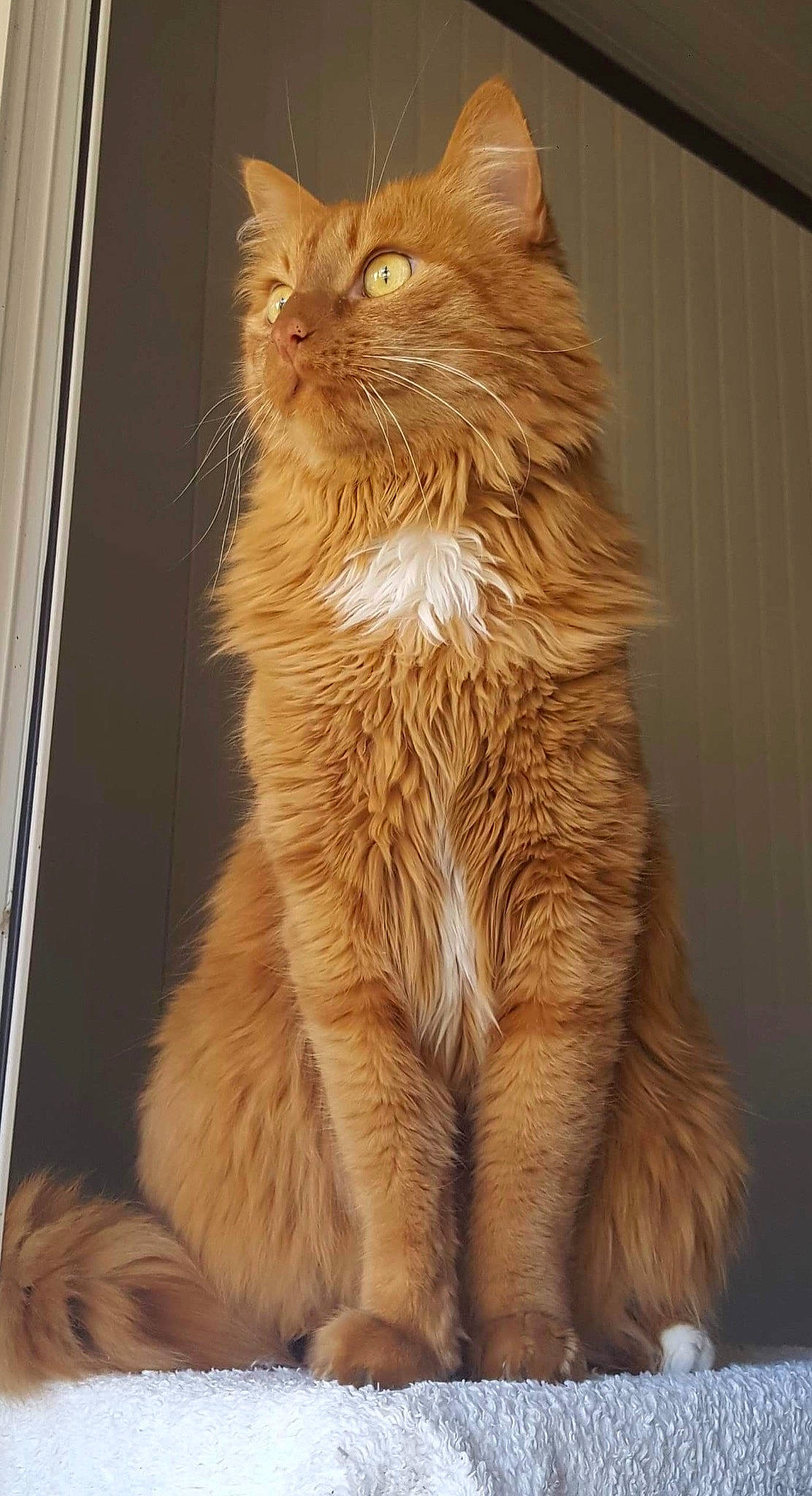 Loki a rejoint le concours — aidez-le/la à gagner de superbes lots ! british_longhair, carnivore, cat, claw, domestic_short_haired_cat, fawn, felidae, fur, maine_coon, small_to_medium_sized_cats, snout, tail, terrestrial_animal, whiskers, wood