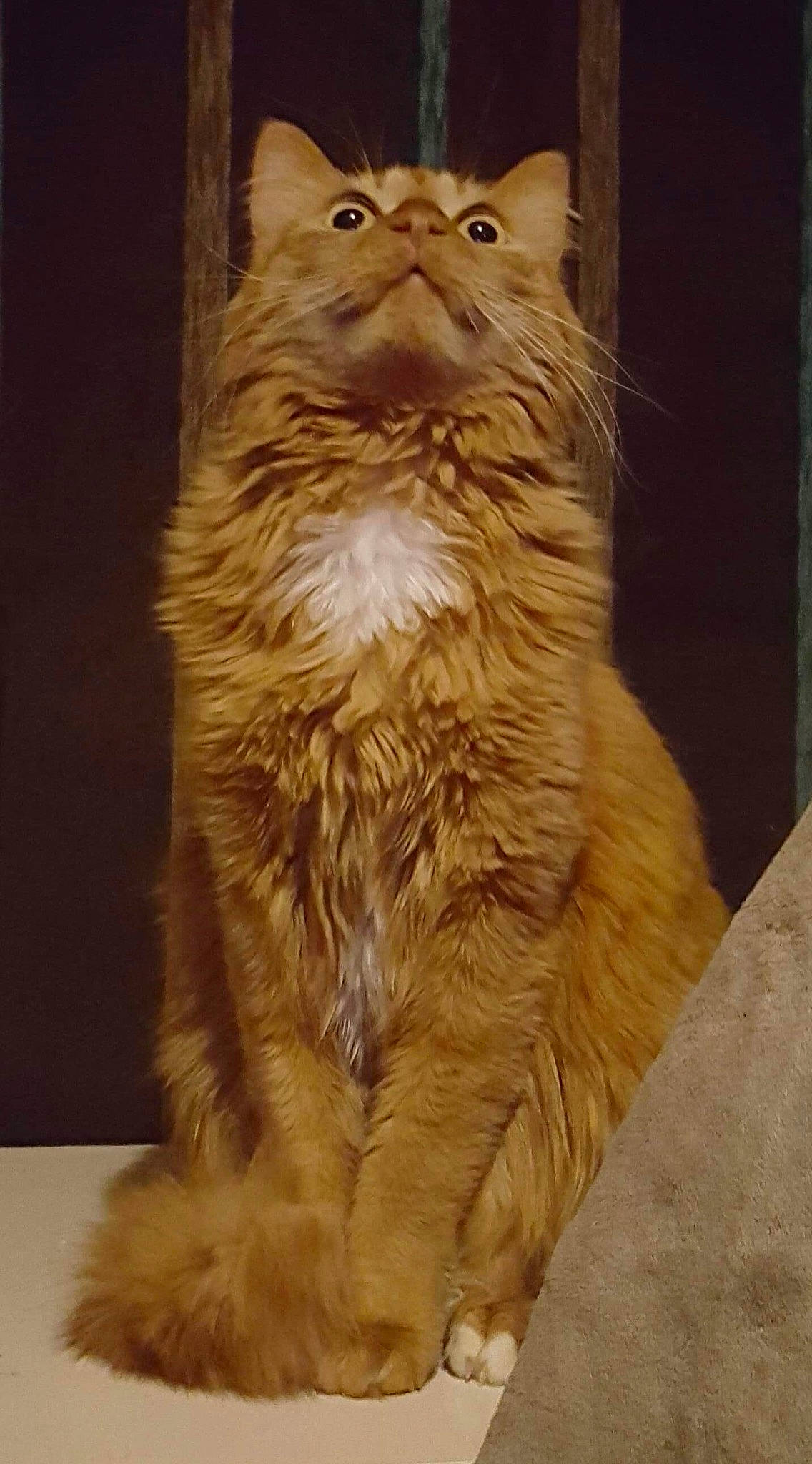 Loki participe au concours pour gagner de l'argent avec cette photo : carnivore, cat, claw, domestic_short_haired_cat, fawn, felidae, flooring, fur, paw, small_to_medium_sized_cats, tail, terrestrial_animal, whiskers, wildlife, window, wood