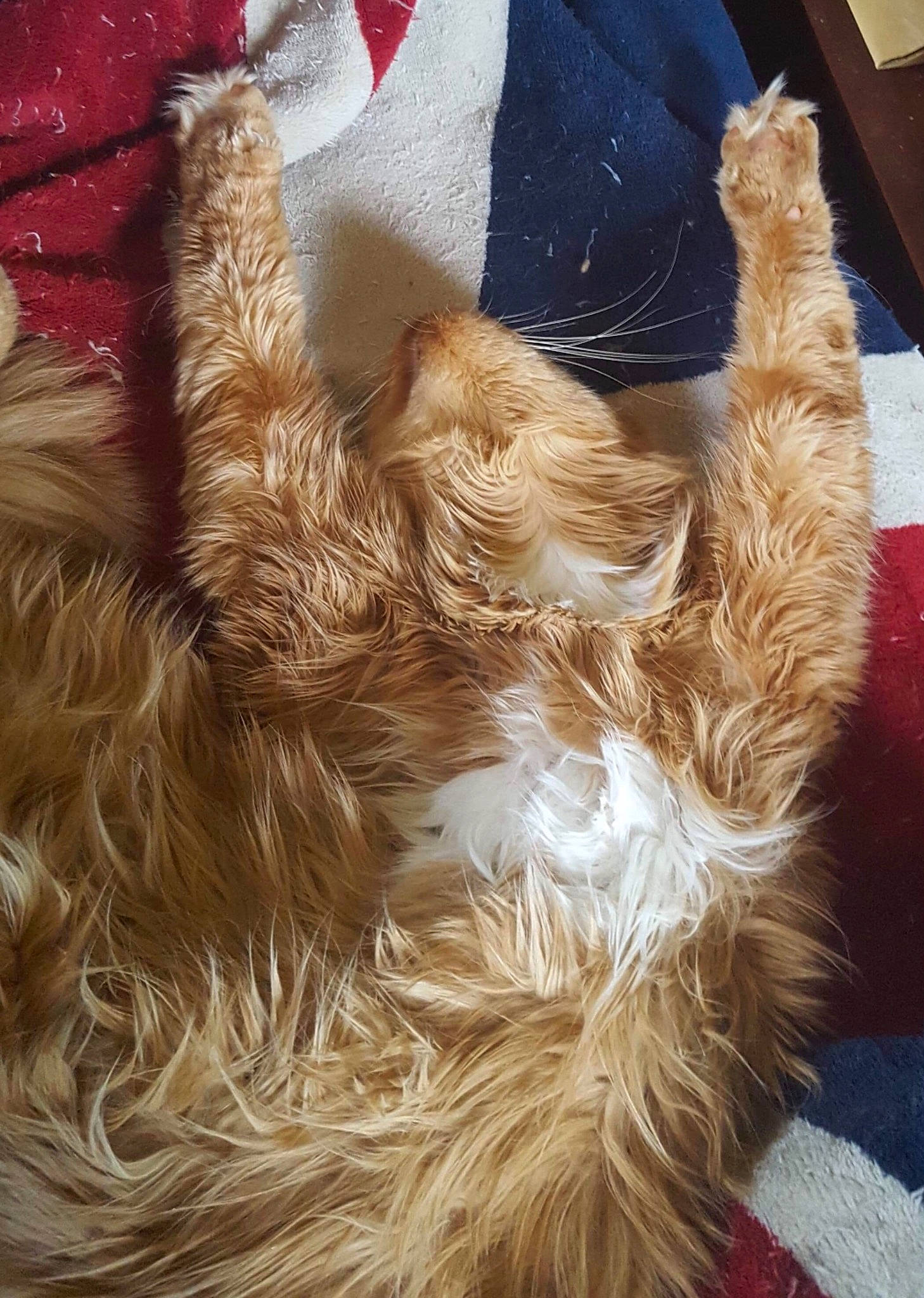 Loki participe au concours pour gagner de l'argent avec cette photo : art, canidae, carnivore, cat, claw, fashion_design, fawn, feather, felidae, fur, human_leg, liver, pattern, paw, small_to_medium_sized_cats, tail, textile, thread, whiskers, wood