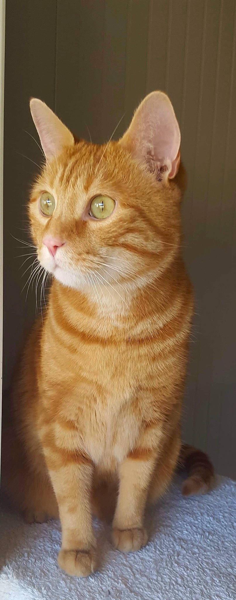 Norbert participe au concours pour gagner de l'argent avec cette photo : art, carnivore, cat, claw, domestic_short_haired_cat, eye, fawn, felidae, fur, head, iris, paw, small_to_medium_sized_cats, snout, tail, terrestrial_animal, whiskers, wildlife, window, wood