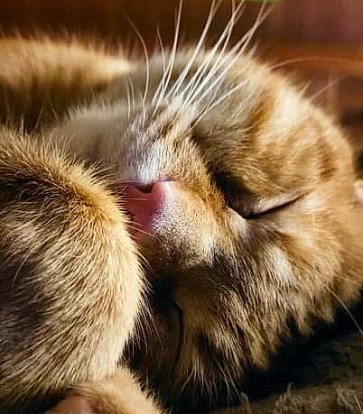 Norbert a rejoint le concours — aidez-le/la à gagner de superbes lots ! carnivore, cat, claw, close_up, comfort, domestic_short_haired_cat, fawn, felidae, fur, human_leg, nap, paw, sleep, small_to_medium_sized_cats, snout, tail, terrestrial_animal, vertebrate, whiskers, wildlife