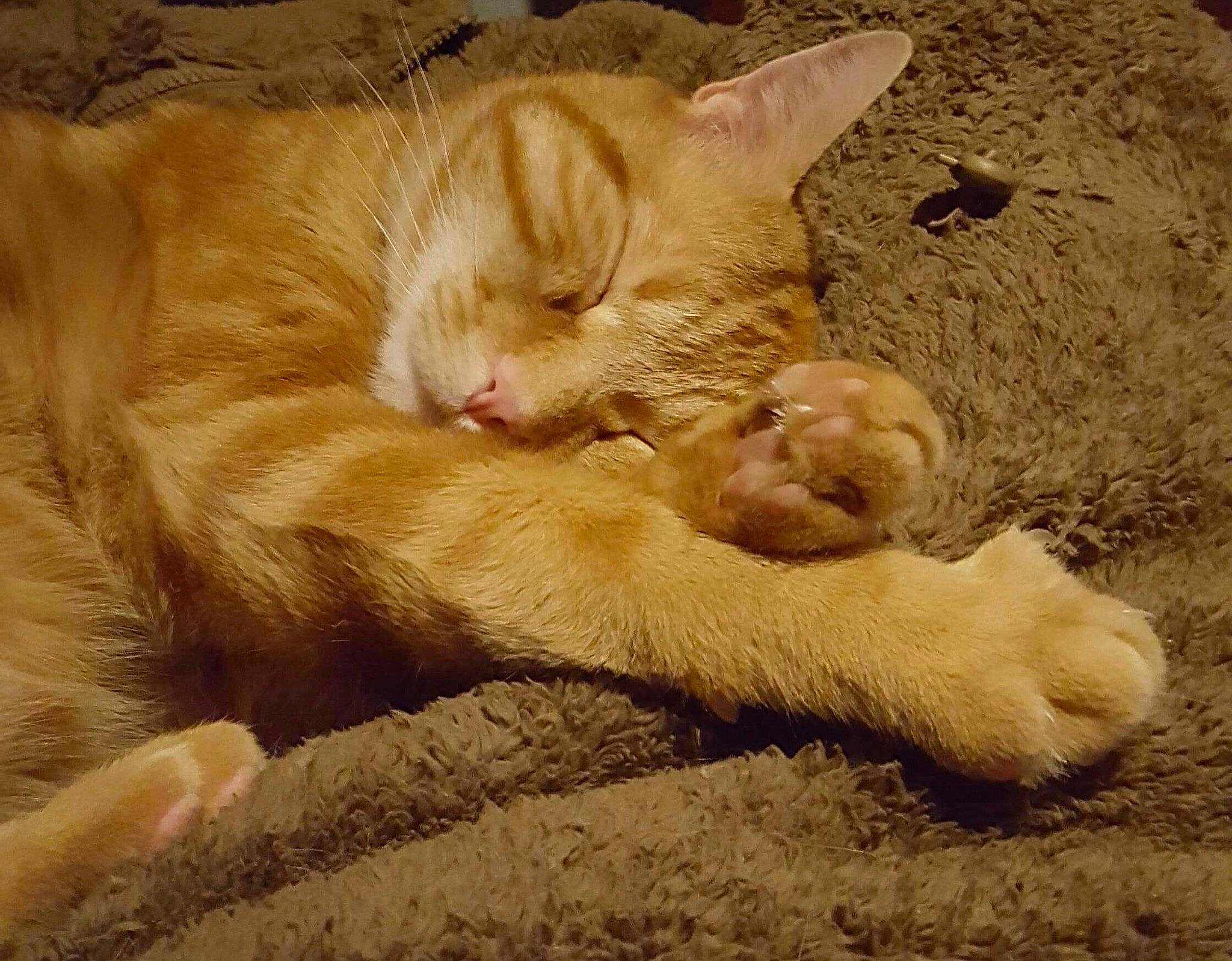 Norbert a rejoint le concours — aidez-le/la à gagner de superbes lots ! canidae, carnivore, cat, claw, comfort, domestic_short_haired_cat, fawn, felidae, foot, fur, gesture, nap, paw, sleep, small_to_medium_sized_cats, snout, tail, terrestrial_animal, whiskers, wildlife