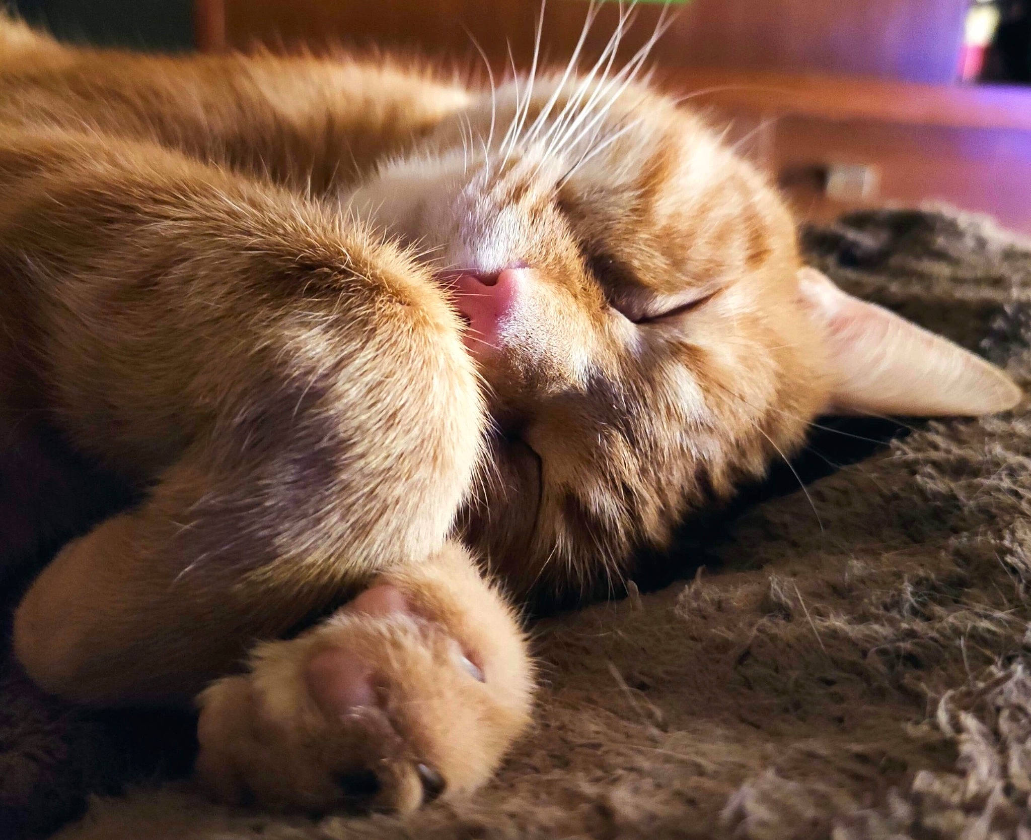 Norbert participe au concours pour gagner de l'argent avec cette photo : carnivore, cat, claw, comfort, domestic_short_haired_cat, fawn, felidae, flooring, fur, human_leg, nap, paw, sleep, small_to_medium_sized_cats, snout, tail, terrestrial_animal, whiskers, wildlife, wood