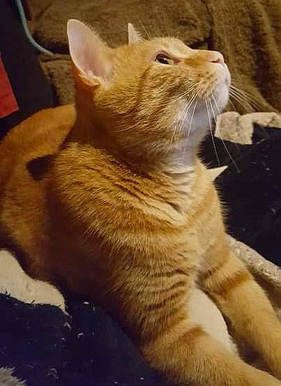 Norbert a rejoint le concours — aidez-le/la à gagner de superbes lots ! carnivore, cat, claw, domestic_short_haired_cat, ear, fang, fawn, felidae, fur, paw, small_to_medium_sized_cats, snout, tail, terrestrial_animal, whiskers, wildlife, window