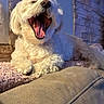 dog, white_dog, yawning, pet, indoor, cozy, stone_wall, soft_surface, relaxed, fluffy, animal, canine, mouth_open, sleepy, cute, fur, resting, home, comfort, paw