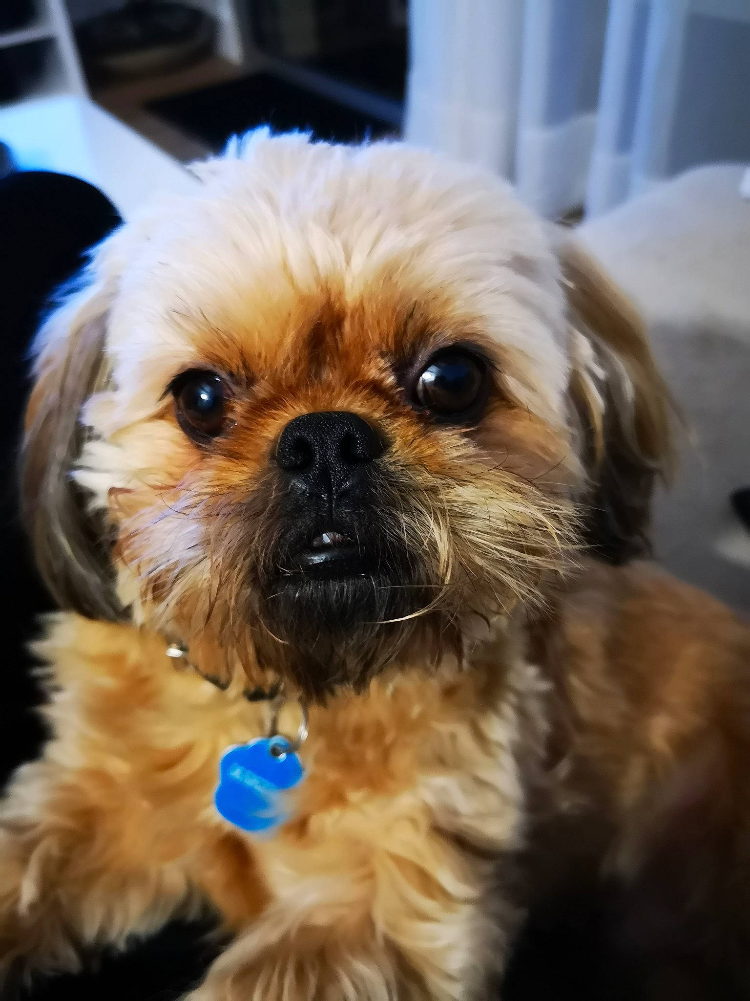 Teddy participe au concours pour gagner de l'argent avec cette photo : canidae, carnivore, chinese_imperial_dog, companion_dog, dog, dog_breed, eye, fur, griffon_bruxellois, mammal, pekapoo, poodle_crossbreed, puppy, rare_breed_dog, shih_tzu, snout, sporting_group, toy_dog, vertebrate, whiskers