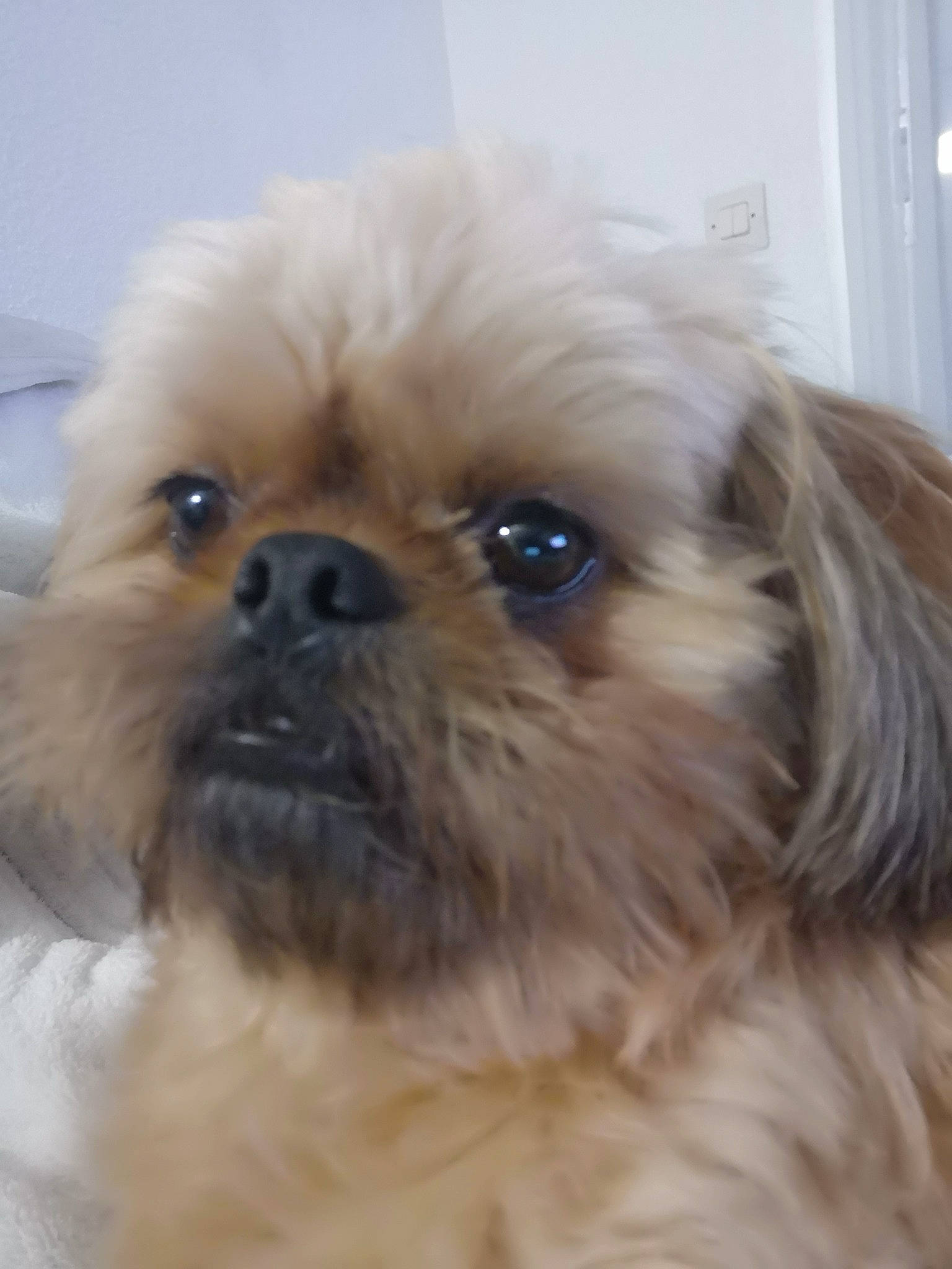 Teddy participe au concours pour gagner de l'argent avec cette photo : canidae, carnivore, chinese_imperial_dog, close_up, companion_dog, dog, dog_breed, eye, fur, mammal, nose, organ, pekapoo, pekingese, puppy, snout, sporting_group, toy_dog, vertebrate, whiskers