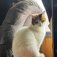 Tinker Bell is registered to the contest to win money with this photo: animal, armchair, calico, cat, cozy, curtains, domestic, fluffy, furniture, home, indoor, light, looking, pet, relaxed, shadow, sitting, table, window, wood