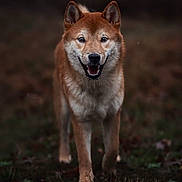 Uko a rejoint le concours — aidez-le/la à gagner de superbes lots ! dog, shiba_inu, canine, animal, pet, mammal, walking, outdoor, nature, grass, smiling, fur, ears, face, portrait, friendly, happy, brown, eyes, cute