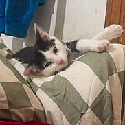 Zig Zag is registered to the contest to win money with this photo: kitten, cat, black_and_white, sleepy, blanket, indoor, cozy, feline, paw, resting, pet, cute, animal, fur, domestic, soft, young, relaxed, bedroom, comfort