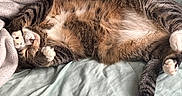 Alex Wrighter is registered to the contest to win money with this photo: cat, tabby_cat, sleeping, relaxed, belly_up, paws, whiskers, fur, striped_fur, brown, black, white, orange, bed, blanket, bedding, indoors, cozy, lying_down, pet