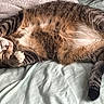cat, tabby_cat, sleeping, relaxed, belly_up, paws, whiskers, fur, striped_fur, brown, black, white, orange, bed, blanket, bedding, indoors, cozy, lying_down, pet
