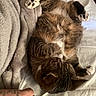 Alex Wrighter is registered to the contest to win money with this photo: cat, tabby_cat, sleeping, lying_down, upside_down, bed, blanket, bedding, paw_pads, white_paws, fur, whiskers, indoor, cozy, relaxed, pet, domestic_animal, close_up, tattooed_hand, nap