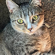 Alex Wrighter is registered to the contest to win money with this photo: cat, tabby, pet, animal, feline, portrait, close_up, green_eyes, whiskers, ears, fur, striped_fur, gray_fur, brown_fur, indoor, cozy, textured_background, looking_at_camera, serious_expression, photography