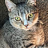 cat, tabby, pet, animal, feline, portrait, close_up, green_eyes, whiskers, ears, fur, striped_fur, gray_fur, brown_fur, indoor, cozy, textured_background, looking_at_camera, serious_expression, photography