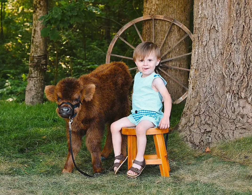 Bennett Reece is registered to the contest to win money with this photo: canidae, carnivore, companion_dog, dog_breed, fawn, fur, grass, landscape, leisure, livestock, people_in_nature, person, plant, recreation, sitting, smile, sporting_group, terrestrial_animal, tree, wildlife