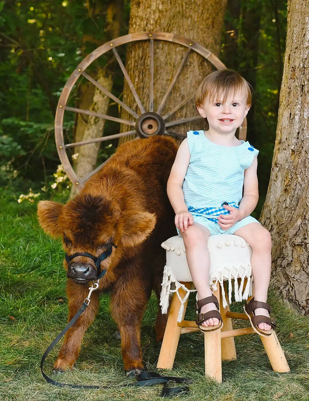 Bennett Reece is registered to the contest to win money with this photo: carnivore, companion_dog, dog_breed, fawn, fun, grass, happy, human_leg, joy, leisure, pack_animal, people_in_nature, person, plant, recreation, shorts, smile, terrestrial_animal, toddler, tree