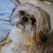 éclair a rejoint le concours — aidez-le/la à gagner de superbes lots ! dog, fluffy, pet, lying_down, blanket, cushion, indoor, cozy, fur, cute, animal, companion, face, portrait, relaxed, soft, brown, white, furry, domestic