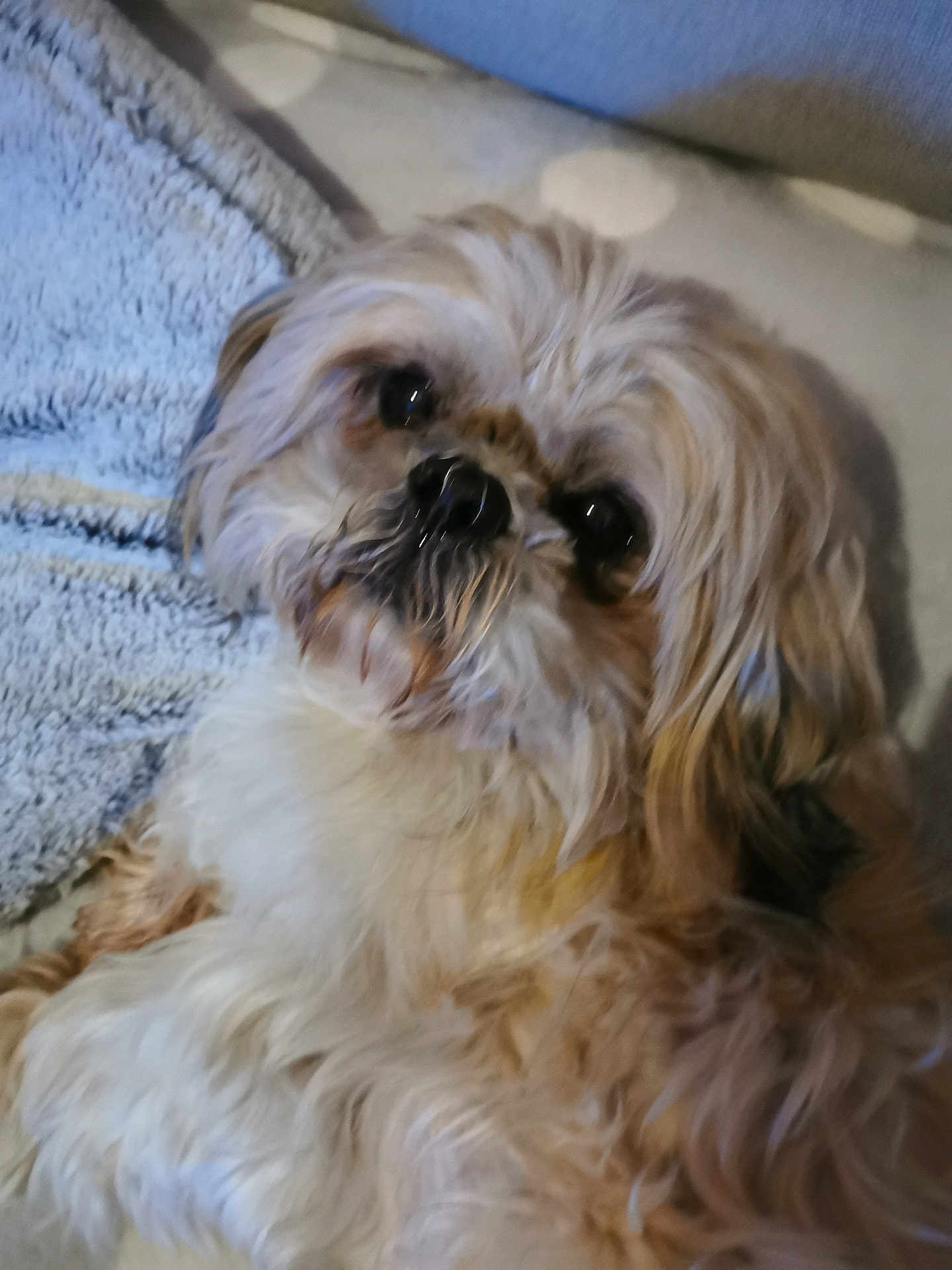 éclair a rejoint le concours — aidez-le/la à gagner de superbes lots ! dog, fluffy, pet, lying_down, blanket, cushion, indoor, cozy, fur, cute, animal, companion, face, portrait, relaxed, soft, brown, white, furry, domestic