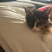 Riff Raff joined the competition — help win amazing prizes! kitten, cat, calico, pet, animal, cute, sleepy, paw, blanket, texture, indoor, couch, living_room, cozy, fur, whiskers, young, resting, soft, relaxed