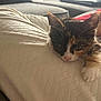 kitten, cat, calico, pet, animal, cute, sleepy, paw, blanket, texture, indoor, couch, living_room, cozy, fur, whiskers, young, resting, soft, relaxed