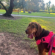 Emma Redbird joined the competition — help win amazing prizes! dog, pink_harness, park, grass, dirt, tree, bench, sunlight, outdoor, canine, pet, leash, nature, daylight, animal, mammal, tongue_out, happy, walking, summer