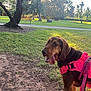 dog, pink_harness, park, grass, dirt, tree, bench, sunlight, outdoor, canine, pet, leash, nature, daylight, animal, mammal, tongue_out, happy, walking, summer