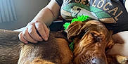 Emma Redbird is registered to the contest to win money with this photo: dog, sleeping, person, hand, tshirt, green_flower_collar, indoor, window, curtains, lap, brown_dog, resting, pet, animal, cozy, casual_clothing, soft_light, relaxation, human, comfort