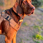 Emma Redbird is registered to the contest to win money with this photo: animal, brown_dog, canine, closeup, dirt_path, dog, ears, golden_hour, grass, harness, leash, mammal, nature, outdoor, pet, portrait, side_view, snout, sunlight, walking