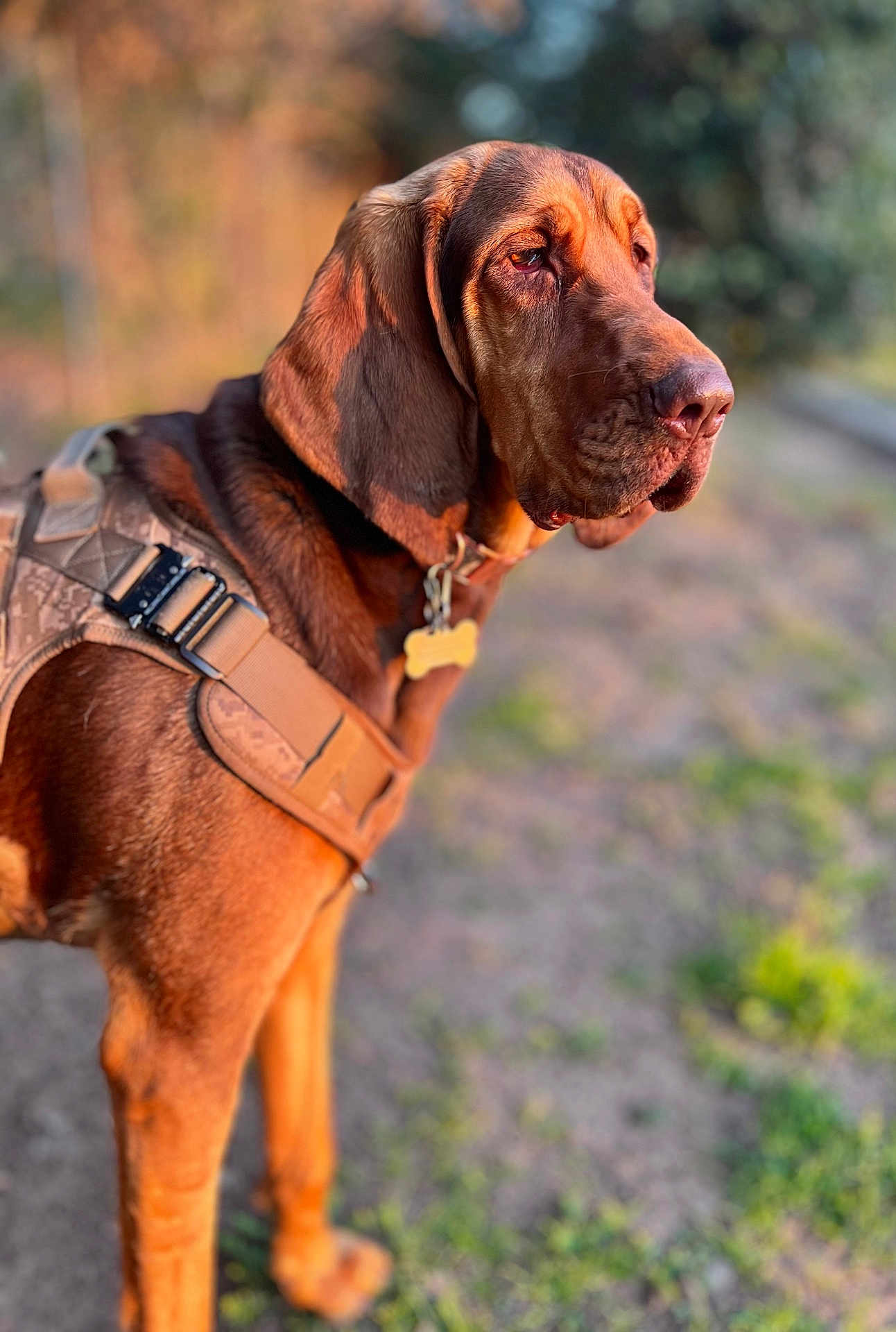 Emma Redbird is registered to the contest to win money with this photo: animal, brown_dog, canine, closeup, dirt_path, dog, ears, golden_hour, grass, harness, leash, mammal, nature, outdoor, pet, portrait, side_view, snout, sunlight, walking