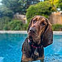 Emma Redbird joined the competition — help win amazing prizes! dog, pool, water, wet, ears, collar, tag, pet, outdoor, backyard, fence, greenery, blurred_background, canine, summer, animal, portrait, curious, brown, standing